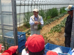 小松菜の抜き方を教えてもらいました。